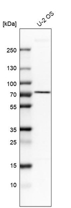 Western blot analysis in human cell line U-2 OS.
