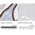 Anti-ABRACL Antibody