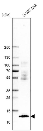 Western blot analysis in human cell line U-937 MG.