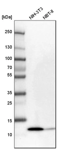 Western blot analysis in mouse cell line NIH-3T3 and rat cell line NBT-II.