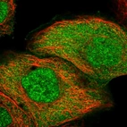 Immunofluorescent staining of human cell line A-431 shows localization to nucleoplasm & cytosol.