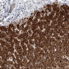 Anti-SLC22A7 Antibody