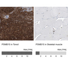 Anti-PSMB10 Antibody