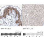 Anti-ZNF710 Antibody