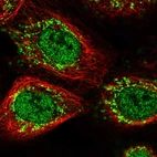 Immunofluorescent staining of human cell line A-431 shows localization to nucleoplasm & mitochondria.