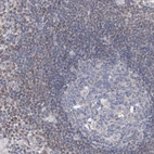Immunohistochemical staining of human lymph node shows moderate positivity in nuclear membrane in non-germinal center cells.