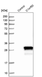 Western blot analysis in control (vector only transfected HEK293T lysate) and C1orf50 over-expression lysate (Co-expressed with a C-terminal myc-DDK tag (~3.1 kDa) in mammalian HEK293T cells, LY411368).