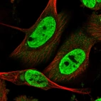 Immunofluorescent staining of human cell line U-251 MG shows localization to nucleoplasm.