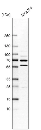 Anti-USP49 Antibody