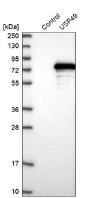 Western blot analysis in control (vector only transfected HEK293T lysate) and USP49 over-expression lysate (Co-expressed with a C-terminal myc-DDK tag (~3.1 kDa) in mammalian HEK293T cells, LY412999).