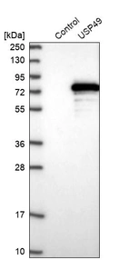 Western blot analysis in control (vector only transfected HEK293T lysate) and USP49 over-expression lysate (Co-expressed with a C-terminal myc-DDK tag (~3.1 kDa) in mammalian HEK293T cells, LY412999).