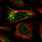 Immunofluorescent staining of human cell line U-2 OS shows localization to nucleoplasm & mitochondria.