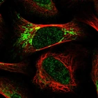 Immunofluorescent staining of human cell line U-2 OS shows localization to nucleoplasm & mitochondria.