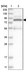 Anti-MAPK6 Antibody