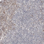 Immunohistochemical staining of human tonsil shows low expression as expected.