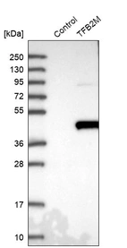 Western blot analysis in control (vector only transfected HEK293T lysate) and TFB2M over-expression lysate (Co-expressed with a C-terminal myc-DDK tag (~3.1 kDa) in mammalian HEK293T cells, LY402922).