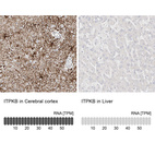 Anti-ITPKB Antibody