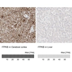 Anti-ITPKB Antibody