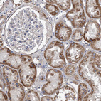 Anti-NRP1 Antibody