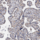 Anti-NRP1 Antibody