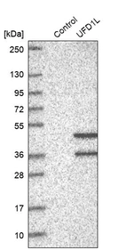 Western blot analysis in control (vector only transfected HEK293T lysate) and UFD1L over-expression lysate (Co-expressed with a C-terminal myc-DDK tag (~3.1 kDa) in mammalian HEK293T cells, LY417150).