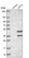 Anti-UFD1L Antibody