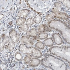 Immunohistochemical staining of human stomach shows moderate nuclear positivity in subset of glandular cells.