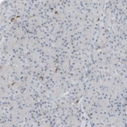 Immunohistochemical staining of human pancreas shows no positivity in exocrine glandular cells as expected.