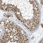 Immunohistochemical staining of human testis shows moderate nuclear and cytoplasmic positivity in cells in seminiferous ducts.