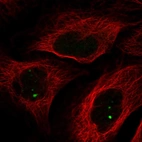 Immunofluorescent staining of human cell line U-2 OS shows localization to nuclear bodies.