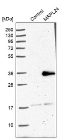Western blot analysis in control (vector only transfected HEK293T lysate) and MRPL24 over-expression lysate (Co-expressed with a C-terminal myc-DDK tag (~3.1 kDa) in mammalian HEK293T cells, LY407864).