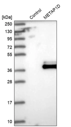 Western blot analysis in control (vector only transfected HEK293T lysate) and METAP1D over-expression lysate (Co-expressed with a C-terminal myc-DDK tag (~3.1 kDa) in mammalian HEK293T cells, LY404696).