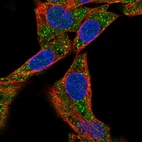 Immunofluorescent staining of human cell line Hep G2 shows localization to vesicles.