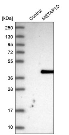 Western blot analysis in control (vector only transfected HEK293T lysate) and METAP1D over-expression lysate (Co-expressed with a C-terminal myc-DDK tag (~3.1 kDa) in mammalian HEK293T cells, LY404696).
