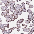 Immunohistochemical staining of human placenta shows strong nuclear positivity in trophoblastic cells.