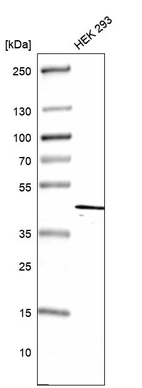 Western blot analysis in human cell line HEK 293.