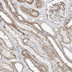 Immunohistochemical staining of human kidney shows moderate granular cytoplasmic positivity in cells in tubules.