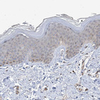 Immunohistochemical staining of human skin shows weak cytoplasmic positivity in squamous epithelial cells.