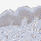 Immunohistochemical staining of human skin shows weak cytoplasmic positivity in squamous epithelial cells.