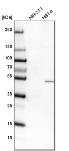 Western blot analysis in mouse cell line NIH-3T3 and rat cell line NBT-II.