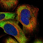 Immunofluorescent staining of human cell line U-2 OS shows localization to cytosol.
