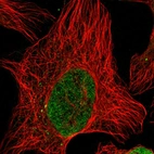 Immunofluorescent staining of human cell line U-2 OS shows localization to nucleoplasm.