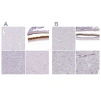 Anti-IMPG1 Antibody