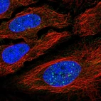 Immunofluorescent staining of human cell line HeLa shows localization to nuclear bodies.