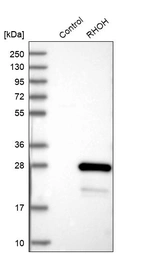 Western blot analysis in control (vector only transfected HEK293T lysate) and RHOH over-expression lysate (Co-expressed with a C-terminal myc-DDK tag (~3.1 kDa) in mammalian HEK293T cells, LY401372).