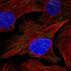 Immunofluorescent staining of human cell line U-2 OS shows localization to actin filaments.