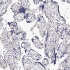 Immunohistochemical staining of human placenta shows negative cytoplasmic positivity in trophoblastic cells as expected.