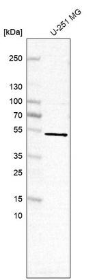 Western blot analysis in human cell line U-251 MG.