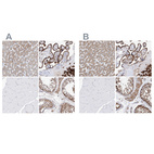 Immunohistochemical staining of human liver, placenta, skeletal muscle and testis using Anti-PDIA5 antibody HPA030353 (A) shows similar protein distribution across tissues to independent antibody HPA030355 (B).