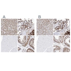 Immunohistochemical staining of human liver, placenta, skeletal muscle and testis using Anti-PDIA5 antibody HPA030355 (A) shows similar protein distribution across tissues to independent antibody HPA030353 (B).